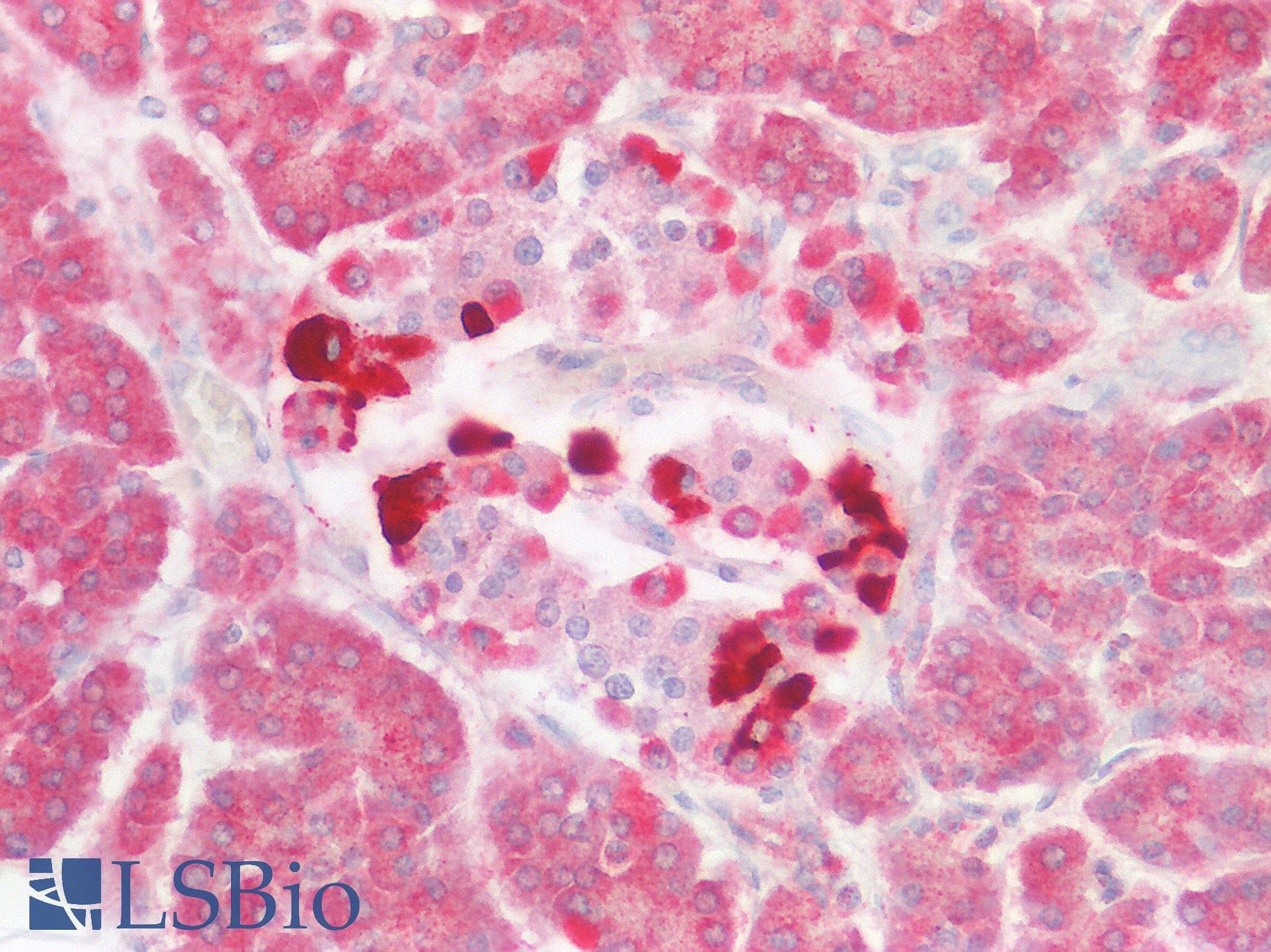 USP30 Antibody (aa141-190)