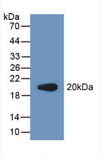 PCOLCE2 Antibody (aa297-415)