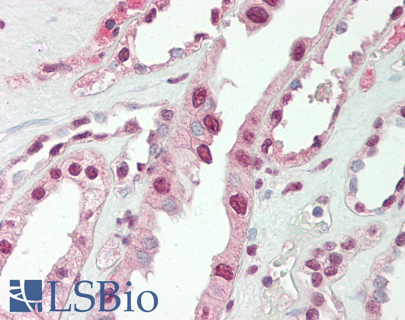 CITED1 Antibody (aa69-118)