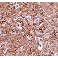 IL16 Antibody