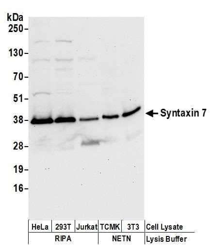 STX7 / Syntaxin 7 Antibody (aa100-150)