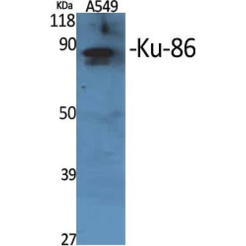 XRCC5 / Ku80 Antibody (410-490 aa, Internal)