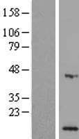 MPV17L Protein (Over-Expression Lysate Myc-DDK (Flag))
