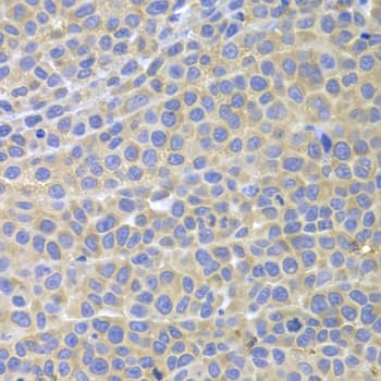 STAT4 Antibody
