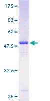 Human TRAPPC4 / Synbindin Protein (Recombinant GST)