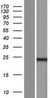 CT45A5 Protein (Over-Expression Lysate Myc-DDK (Flag))