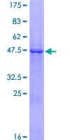 Human CSH2 / Placental Lactogen Protein (Recombinant GST)