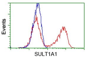 Monoclonal Mouse anti-Human SULT1A1 / Sulfotransferase 1A1 Antibody (clone OTI9B7, IHC, IF, WB)