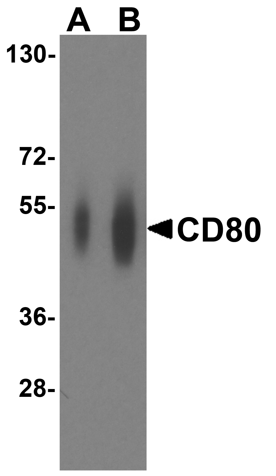 Monoclonal Mouse anti-Human CD80 Antibody (clone 11C12, IHC, IF, WB)