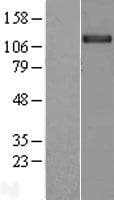 Human Kv10.1 / KCNH1 Protein (Over-Expression Lysate Myc-DDK (Flag))