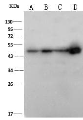 HFH-4 / FOXJ1 Antibody (Preservative Free)