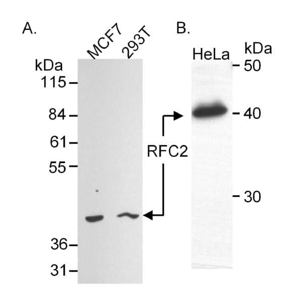 RFC2 / RFC40 Antibody (aa1-50)