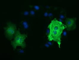 TUBA3E / Tubulin Alpha 3E Antibody (clone OTI2A8)