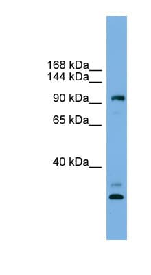 CCDC110 Antibody (aa719-768)