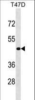 NME7 Antibody (aa25-55)