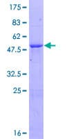 Human HECTD3 Protein (Recombinant GST)