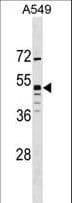 GPR83 Antibody (aa1-30)