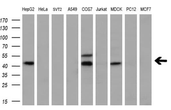 MSTN / GDF8 / Myostatin Antibody (aa24-266, clone OTI3A7)