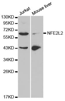 NFE2L2 / NRF2 Antibody
