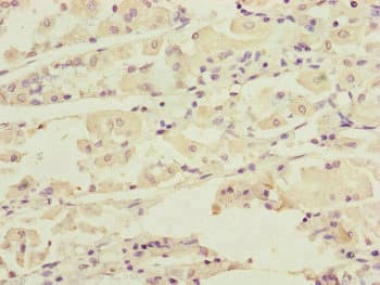DCTN6 / Dynactin 6 Antibody