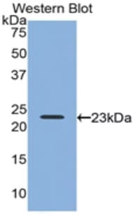 RLN2 / Relaxin 2 Antibody (aa1-185)