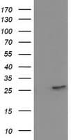 15-PGDH / HPGD Antibody (clone OTI1C12, Carrier-free)