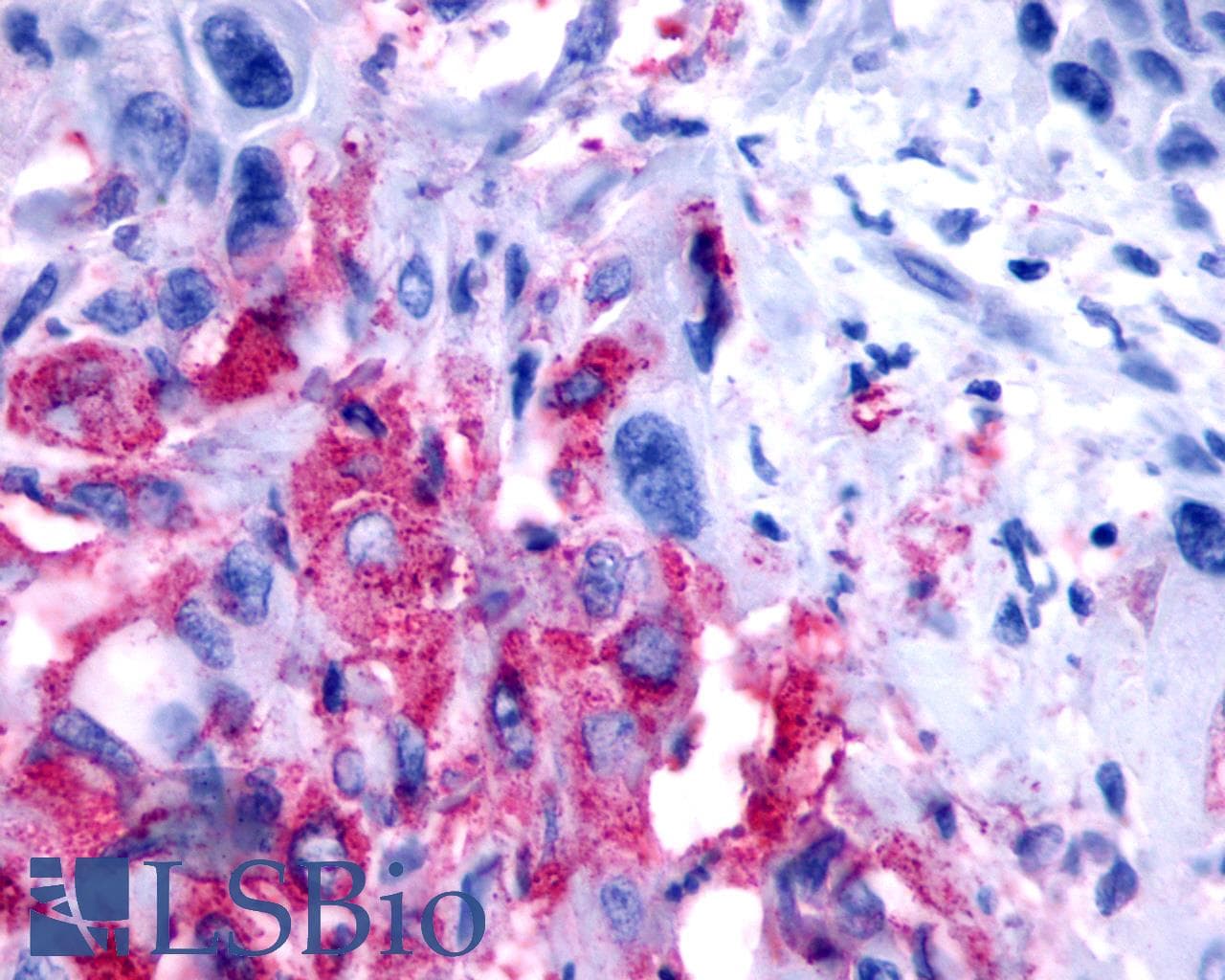 PathPlus™ Polyclonal Rabbit anti-Human NPBWR2 / GPR8 Antibody (N-Terminus, IHC)
