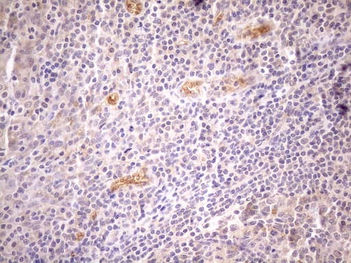 NPPB / BNP Antibody (aa27-102, clone OTI6F8, Carrier-free)