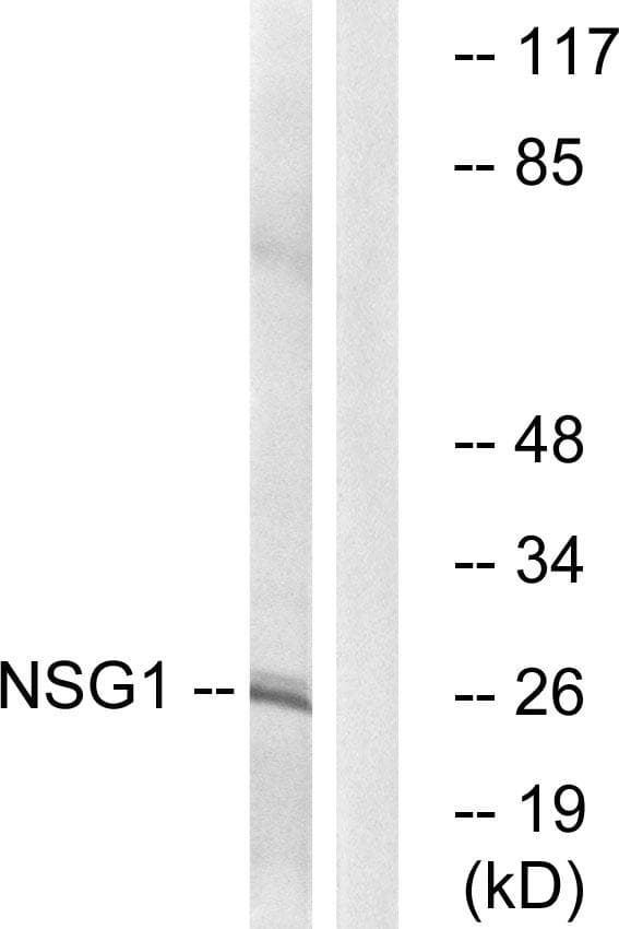 Polyclonal Rabbit anti-Human NSG1 Antibody (WB)