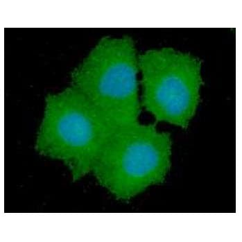 GPD1L Antibody (clone AT14E2)