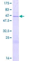 Human THAP8 Protein (Recombinant GST)