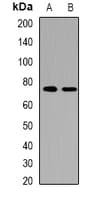 HDGFRP2 Antibody