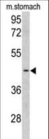 CLUAP1 Antibody (aa379-408)
