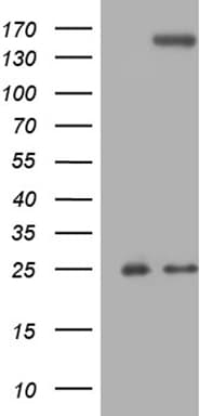 TLR8 Antibody (aa32-153, clone OTI3A6, Carrier-free)