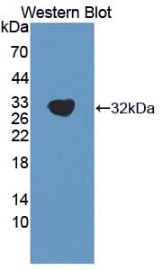 MFAP4 Antibody (aa22-255)