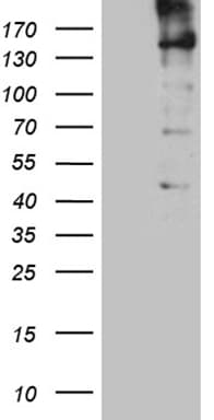 Monoclonal Mouse anti-Human KDM3A / JMJD1A Antibody (clone OTI9F6, aa850-1321, WB)