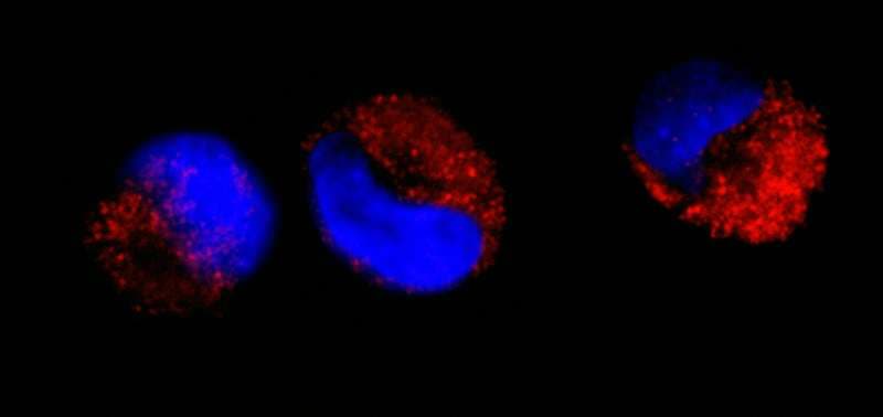 IHC-plus™ Polyclonal Rabbit anti-Human ABL1 / c-ABL Antibody (aa850-900, IHC, IF)