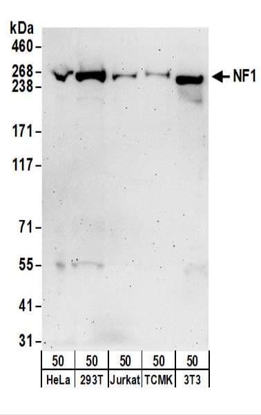 IHC-plus™ Neurofibromin / NF1 Antibody (aa2760-C-term)