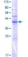 Human NKAIN2 Protein (Recombinant GST)