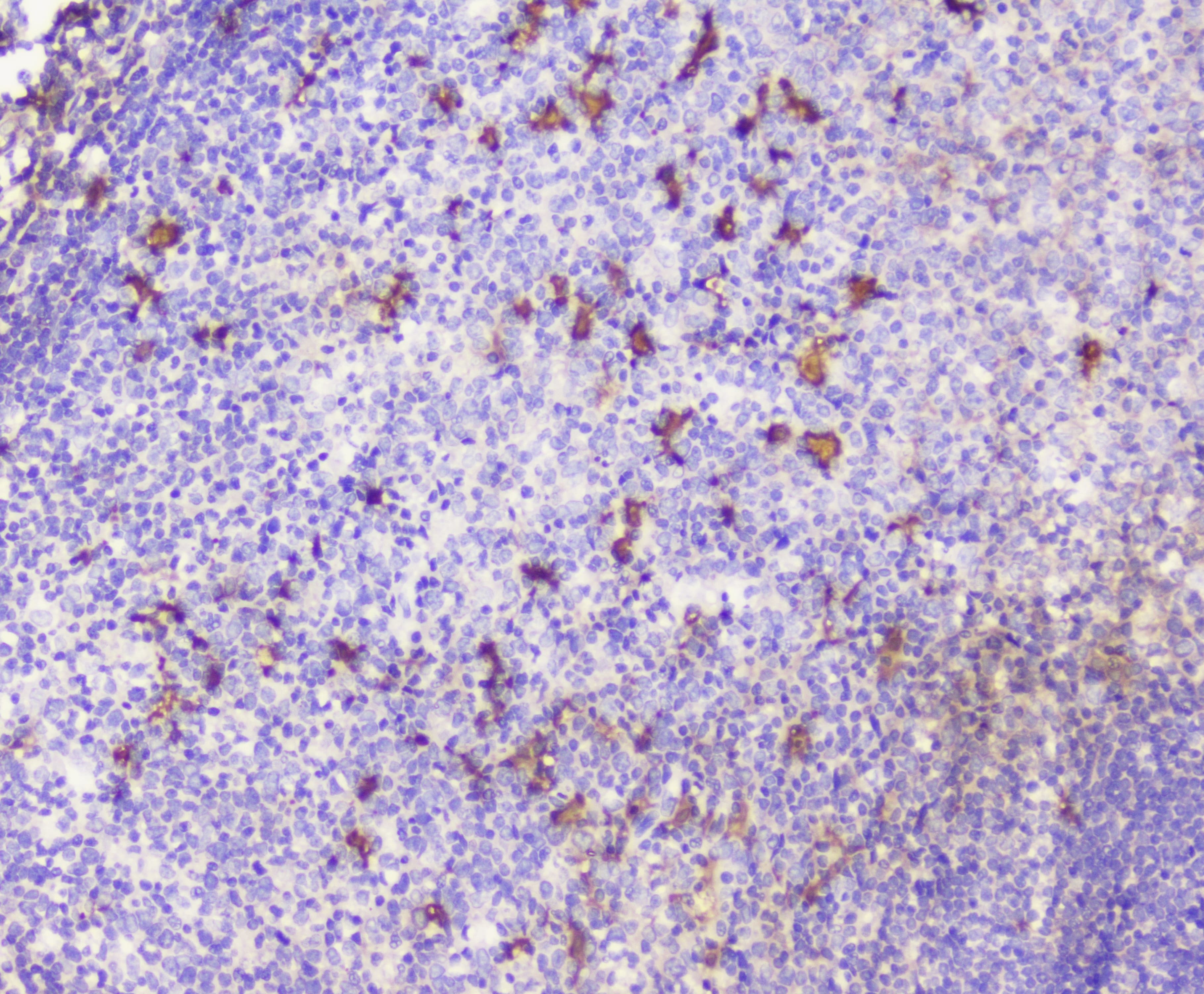 SDF1 / CXCL12 Antibody
