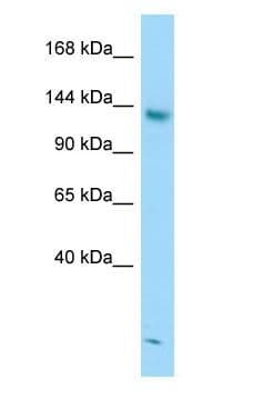 STAG2 Antibody (aa1048-1097)