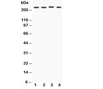 NOTCH1 Antibody (aa2487-2506)