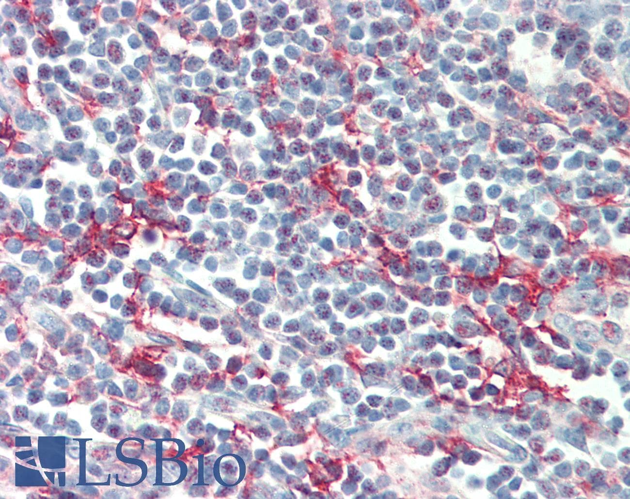 IHC-plus™ CD209 / DC-SIGN Antibody