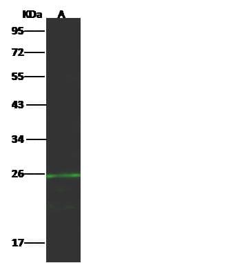 CD27L / CD70 Antibody (Preservative Free)
