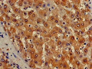 ISCA1 Antibody