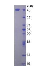 Human SCG2 / Secretogranin II Protein (Recombinant His, N-Terminal)