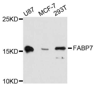 FABP7 / BLBP / MRG Antibody