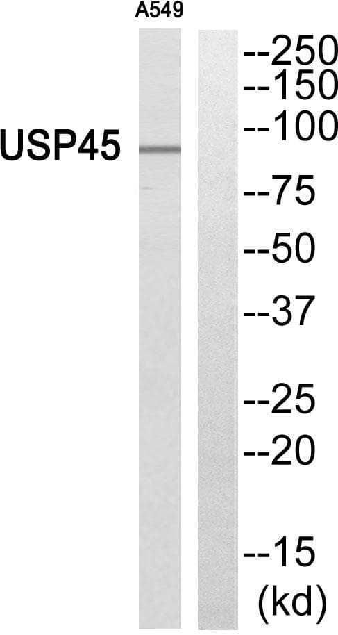 Polyclonal Rabbit anti-Human USP45 Antibody (WB)