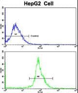 LTA / TNF Beta Antibody (aa46-72)