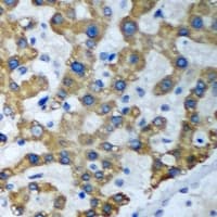 TRAF3IP2 / ACT1 Antibody